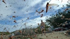 Sardaigne: une invasion de sauterelles inquiète les agriculteurs