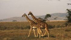 Deux girafes foudroyées en Floride