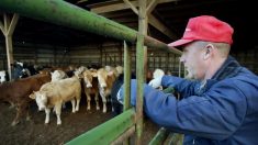 L’UE règle un vieux différend avec les Etats-Unis sur le bœuf aux hormones