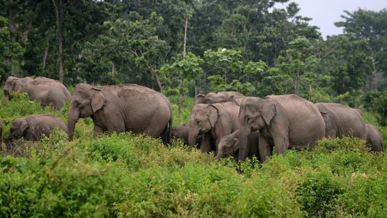 Un troupeau d'éléphants sauvages se promène dans la forêt. (Diptendu Dutta/AFP/Getty Images) 