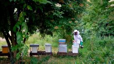 L’agriculture bio, c’est bon pour les abeilles, selon une étude