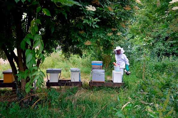 -Un apiculteur travaille dans le parc des Oblats à Nantes le 10 juin 2015. L'Union des Apiculteurs de la Loire-Atlantique a mis deux mielleries au service des apiculteurs de la région, l'une pour les amateurs et l'autre pour les professionnels. Photo de Georges GOBET / AFP / Getty Images.