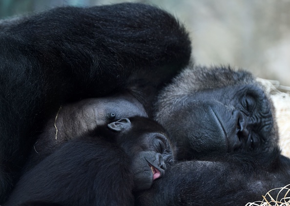 Un jeune gorille endormi contre sa mère au Zooparc de Beauval à Saint-Aignan, le 14 avril 2017. (GUILLAUME SOUVANT/AFP/Getty Images)