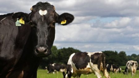Haute Savoie : un cas de brucellose bovine détecté, le troupeau va devoir être abattu