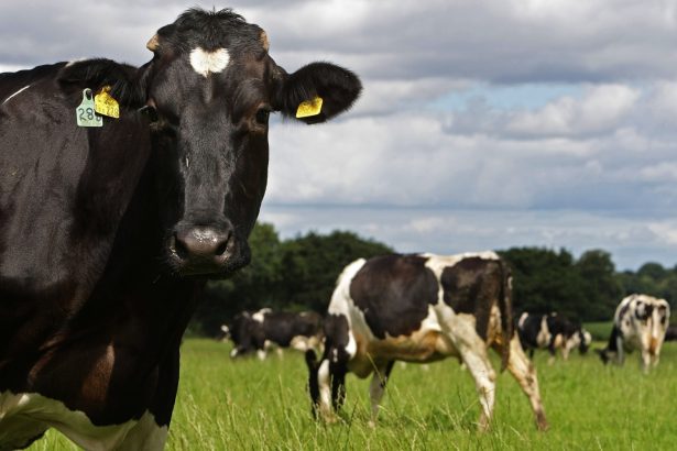 Image illustrant un élevage de vaches laitières. (Christopher Furlong/Getty Images)
