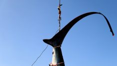 Greenpeace met en garde contre la surpêche de requins dans l’Atlantique Nord