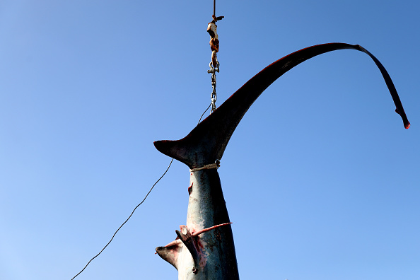 Des navires censés se consacrer essentiellement à la pêche à l'espadon ont capturé quatre fois plus de requins, en terme de poids, avec leurs lignes de fond équipées de milliers d'hameçons. (Maddie Meyer Getty Images)