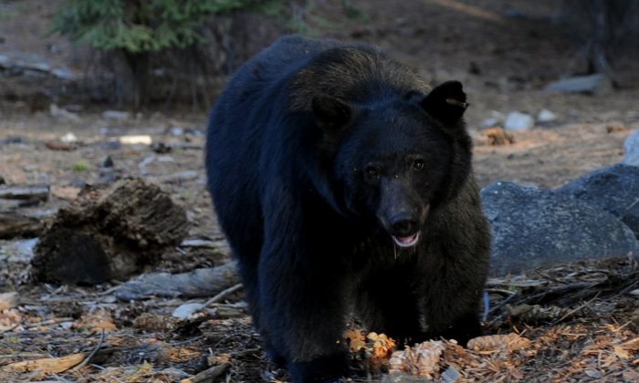 Un ours noir fouille à la recherche de nourriture à côté de touristes près du célèbre arbre du général Sherman dans le parc national de Sequoia en Californie centrale. (Mark Ralston/AFP/Getty Images)