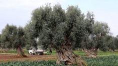 Un agriculteur grec découvre une tombe vieille de 3400 ans dissimulée sous son oliveraie