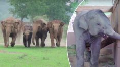 Un troupeau d’éléphants se précipite pour accueillir un nouveau bébé éléphant orphelin
