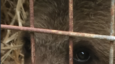 L’ourson, sauvé en Ariège la semaine dernière, en danger après s’être échappé
