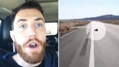 Un homme quitte son travail pour voyager aux États-Unis avec deux chiots qu’il a sauvés du désert de l’Arizona