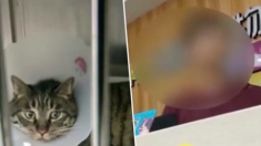 Une Chinoise pense que son chat est «trop laid», alors elle le fait passer par 1246€ de chirurgie plastique