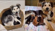 Une chienne et ses 9 chiots trouvés dans une boîte scellée dans une déchetterie