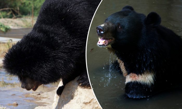 (À gauche : un ours noir d'Asie sautant d'un rocher. (Raymond Roig/AFP/Getty Images) -- À droite : un ours noir d'Asie nageant. (Ye Aung Thu/AFP/Getty Images)