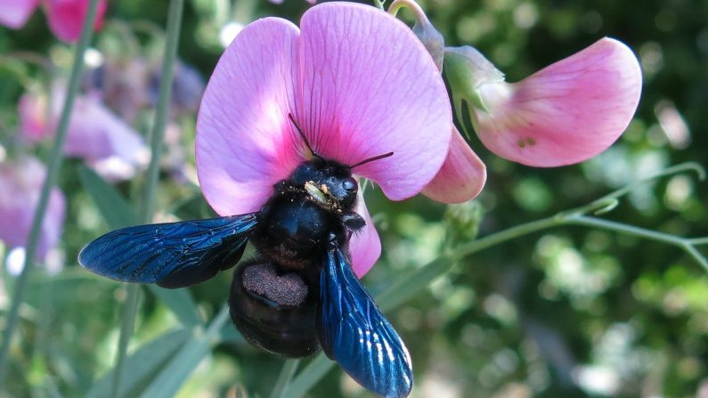 Une espèce d’abeille sauvage introuvable depuis 50 ans réapparaît dans la Drôme