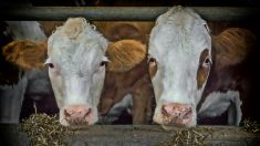 L’association L214 dénonce la pose de hublots sur des vaches à des fins de recherche
