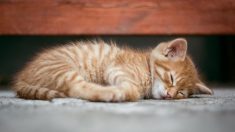 Environ 200 chats ont été retrouvés morts et entassés dans une résidence à l’odeur tellement « nauséabonde » qu’elle était toxique