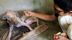 Un chien qui tressaillait de douleur au simple contact adore se faire câliner après sa guérison
