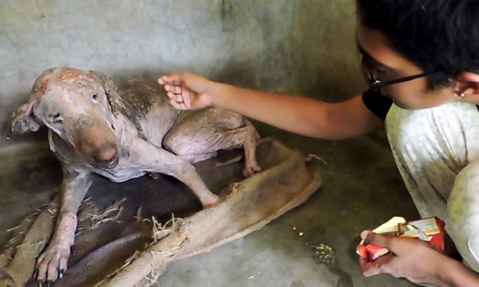 (Capture d'écran YouTube | Animal Aid Unlimited, India)