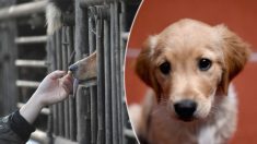 Ils aident à sauver des chiens destinés à être consommés en Chine