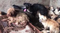 62 chiens sauvés d’un abattoir en Chine quelques jours avant le festival de la viande canine de Yulin