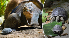 Une maman tortue géante des Galápagos donne naissance à de minuscules bébés tortues au zoo de Zurich