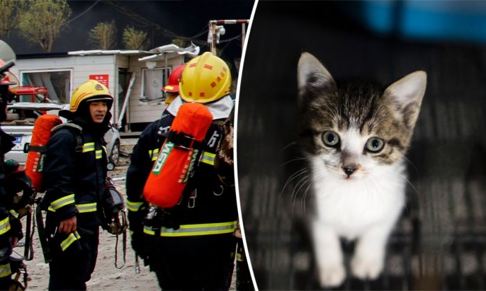 À gauche : illustration de pompiers chinois (STR/AFP/Getty Images) -- À droite : Un chaton à Shanghai, Chine. (Johannes Eisele/AFP/Getty Images)