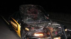 Une caméra sur le tableau de bord d’une voiture montre un officier entrant en collision avec un cerf à 180 km/h