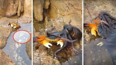 Une pieuvre furtive saute hors d’une flaque de marée après avoir tendu une embuscade à un crabe, qu’elle commence à dévorer – des images filmées par une amatrice