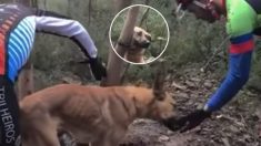 Des cyclistes du Portugal sauvent un chien squelettique, attaché à un arbre dans les bois et voué à la mort