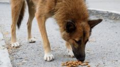 Une ville mexicaine installe des distributeurs d’aliments pour ses 300 000 chiens errants