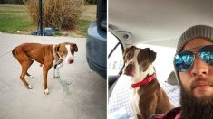 Un chien abandonné à 2400 km de chez lui par l’ex-ami de sa propriétaire rentre chez lui après un parcours inoubliable
