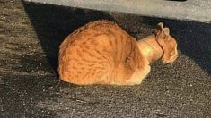 Un chat errant trouvé avec la tête coincée dans un rouleau de ruban adhésif: après son sauvetage, on ne dirait pas que c’est le même chat