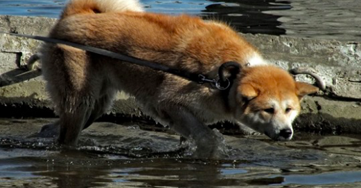 Photo de d'illustration montrant une race de chien Akita japonais. (Artem Labunsky/Unsplash)
