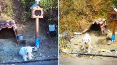 Un chien fidèle attend jour et nuit pendant 18 mois sur la tombe de son propriétaire après son décès dans un accident de voiture