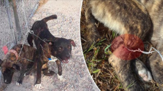 Des chiens terrifiés pleurent de douleur après avoir été attachés à une clôture avec un fil de fer tranchant comme un rasoir