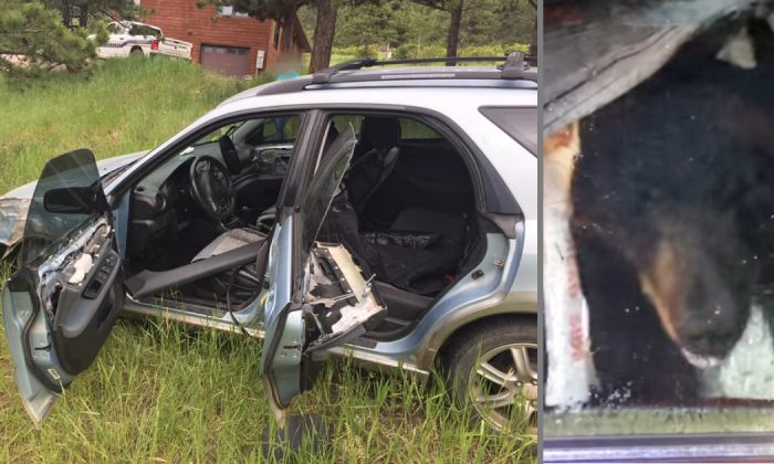 Un ours sauvage est soupçonné d'avoir écrasé une voiture non verrouillée à Aspen Park, Co., le 4 juillet 2019. (Bureau du shérif du comté de Boulder et Colorado Parks and Wildlife)