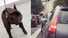Un chien est traîné à mort après avoir été attaché à une voiture et forcé de courir