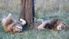 Un couple ayant chassé deux lions s’embrasse derrière l’une des dépouilles et poste les photos sur Facebook