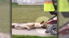 Une femme filme un homme qui traîne son chien derrière un fauteuil roulant motorisé, puis le met en ligne, provoquant l’indignation du public