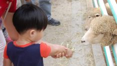 Un enfant de 2 ans meurt d’une infection à la bactérie E. coli attrapée en caressant des animaux au zoo lors d’une foire