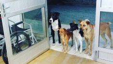 Une bande de chiens se retrouve à l’hôpital pour attendre leur maître sans-abri qui est traité à l’intérieur de l’hôpital