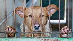 Des dizaines de chiens destinés à la boucherie et qui vivaient dans des conditions horribles sont secourus en Corée du Sud