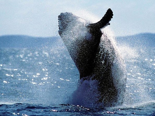 -Illustration- Un jeune adulte baleine à bosse fait une brèche dans les airs lors d'une agitation migratoire dans un parc marin. Dans l’article la baleine à bosse, qui ne se nourrit que de krill et de petits poissons, n'a toutefois jamais refermé ses mâchoires sur le lion de mer. Photo DANIEL BAYER / AFP / Getty Images.