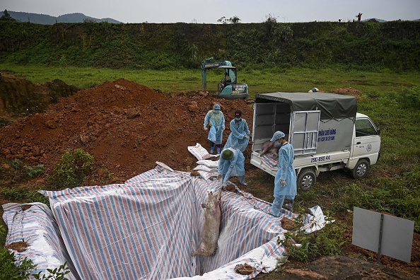 -Cette photo prise le 27 mai 2019 montre des responsables de la santé et des vétérinaires jetant un cochon mort dans une fosse isolée en quarantaine à Hanoi pour enrayer la propagation de la peste porcine africaine. Des millions de porcs ont été abattus alors que la peste porcine africaine traversait la Chine, entraînant des chaînes alimentaires mondiales dévastées. Photo de Manan VATSYAYANA / AFP/ Getty images. 