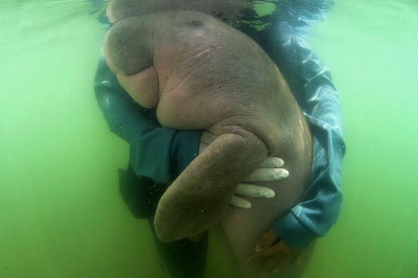 -Un bébé dugong orphelin sauvé d'une plage de la province de Krabi est la toute nouvelle star thaïlandaise. Il a capturé le cœur de millions de personnes sur les médias sociaux et sensibilisé les gens à la conservation de l'océan alors que les autorités élèvent le jeune mammifère. Photo de Sirachai ARUNRUGSTICHAI / AFP / Getty Images.