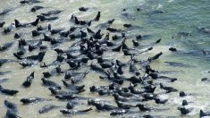 Cape Cod: ses plages, ses phoques… et ses requins