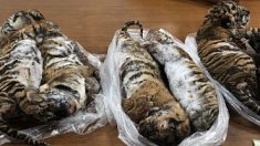 Trafic d’animaux : sept tigres surgelés découverts dans une voiture au Vietnam