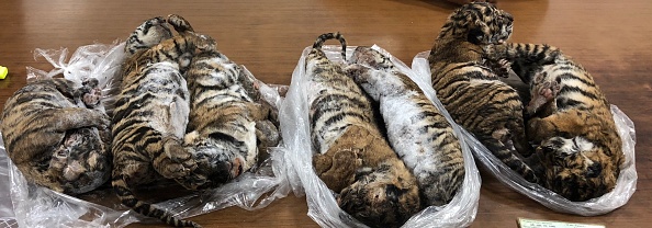 Les médias vietnamiens ont annoncé la découverte de tigres congelés trouvés dans un parking à Hanoi. Annonce du 26 juillet par la presse d’État vietnamienne. (Nam GIANG / AFP / Getty Images)